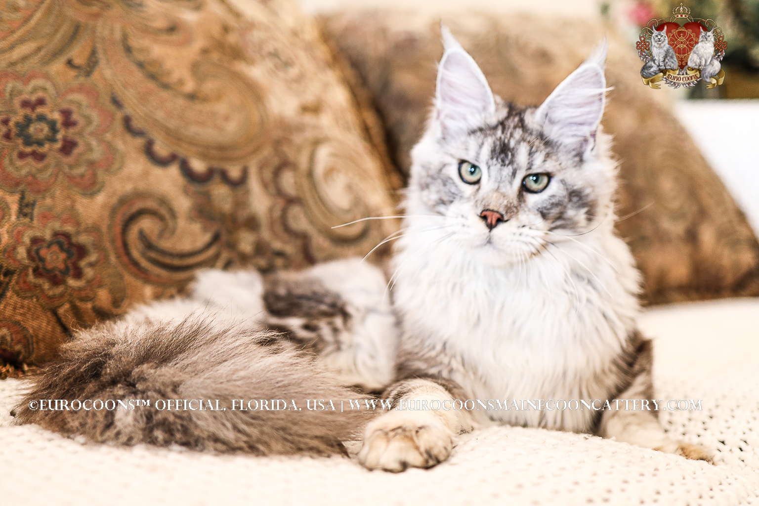 Silver maine Coon kitten