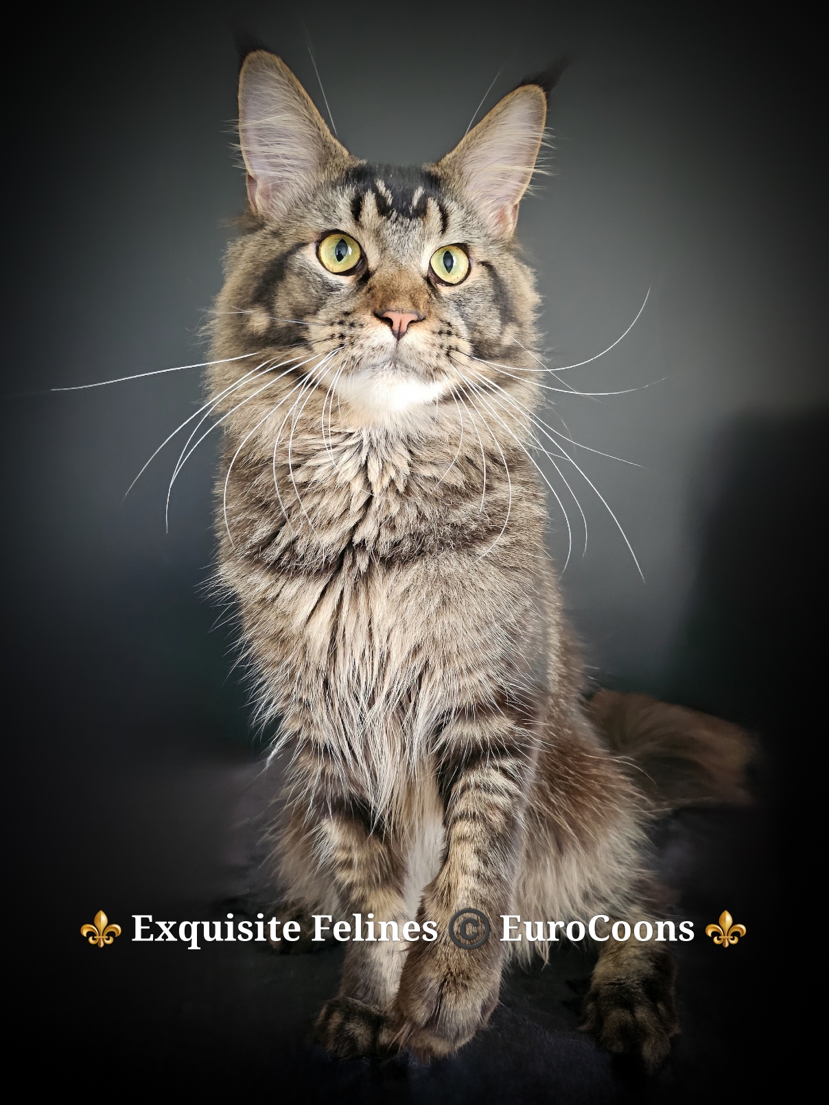 brown maine coon cat - male maine coon