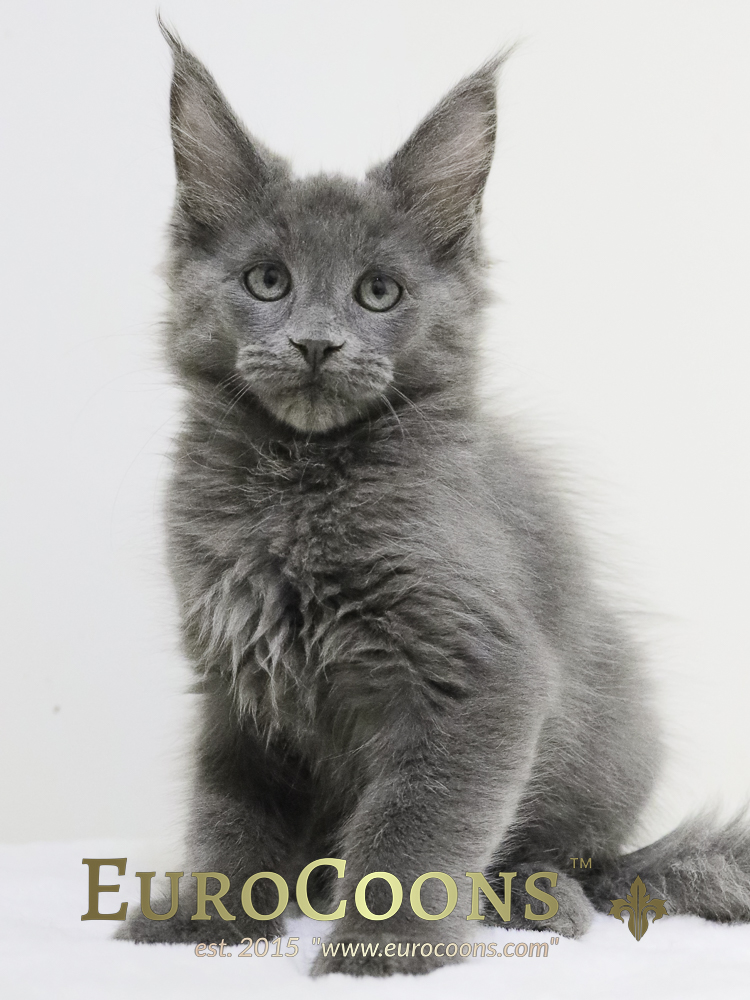 maine coon kittens for sale - blue maine coon