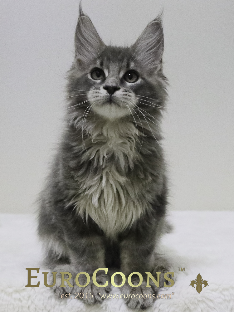 maine coon kitten for sale - blue tabby maine coon