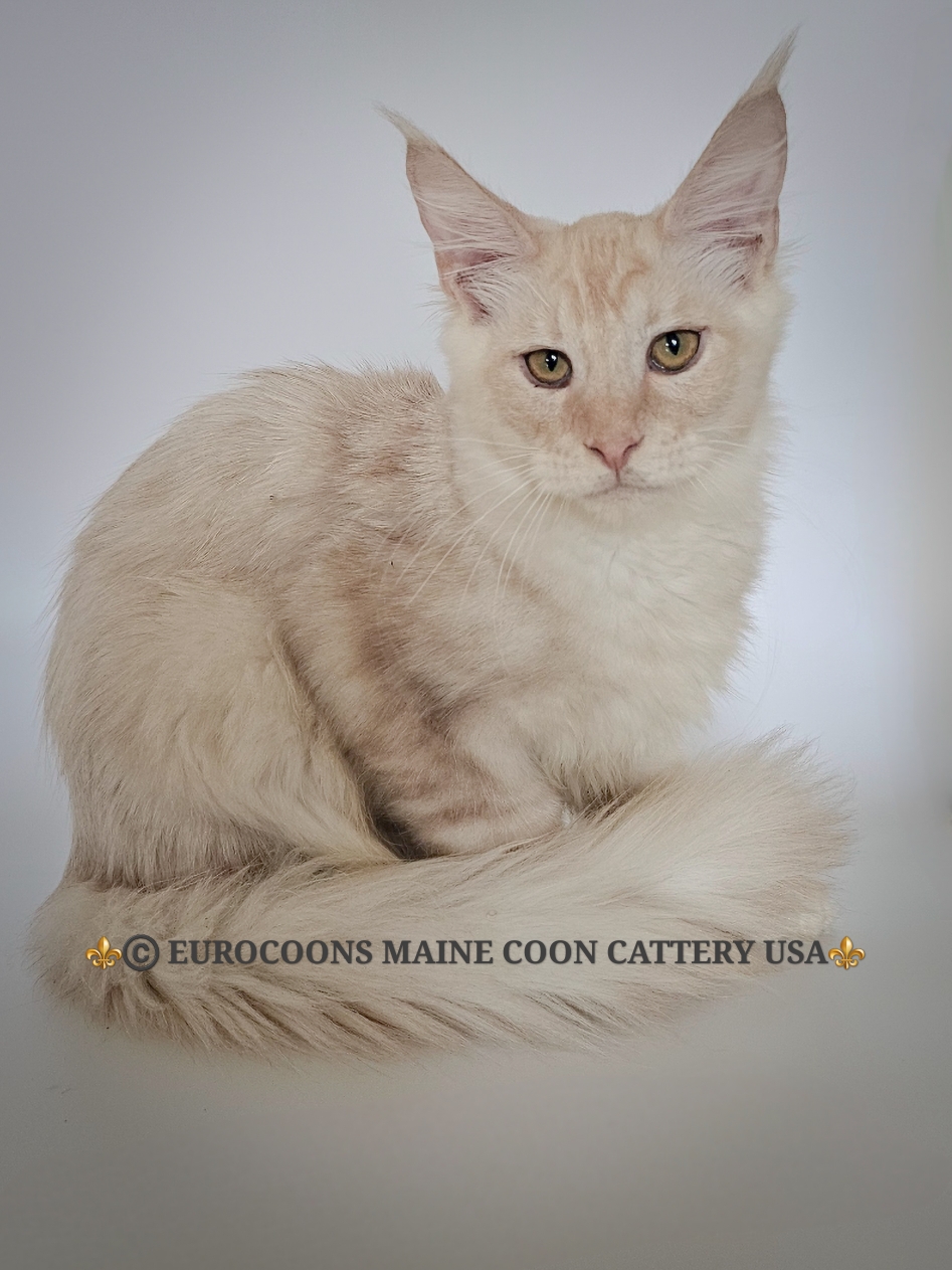 maine coon kittens for sale - orange maine coon