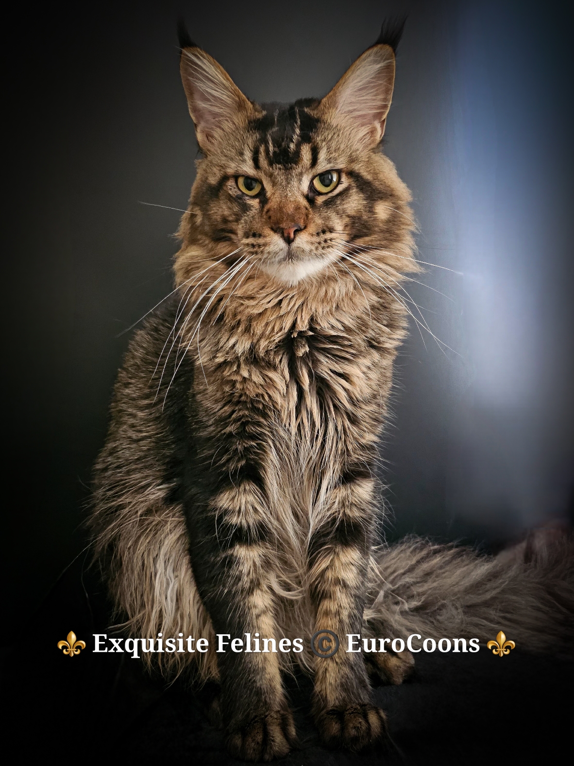 tabby maine coon cat for sale - male maine coon