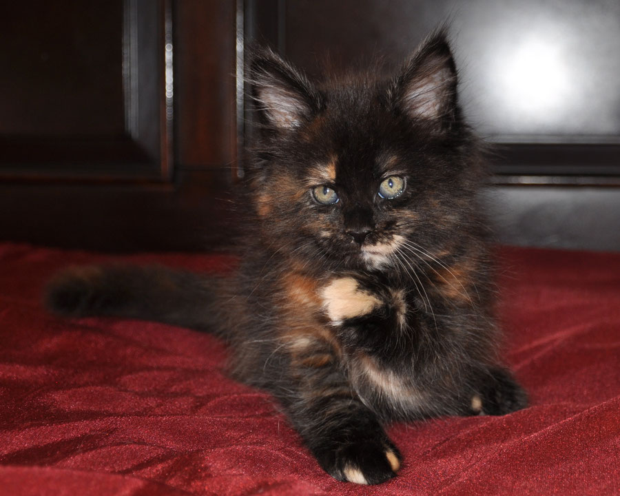 black-tortie-maine-coon-kittens-for-sale