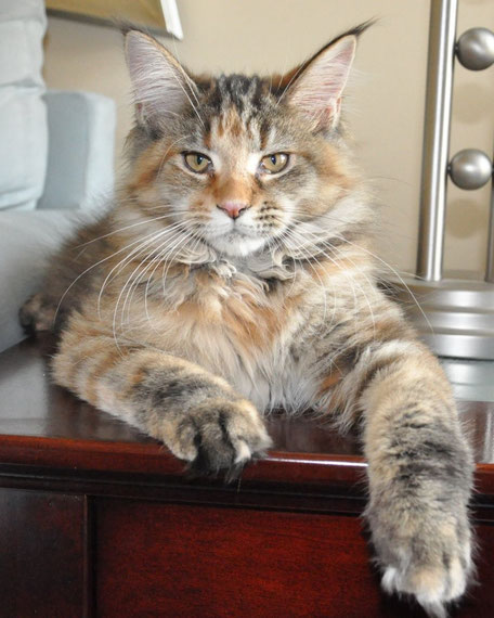 european-maine-coon-kitten