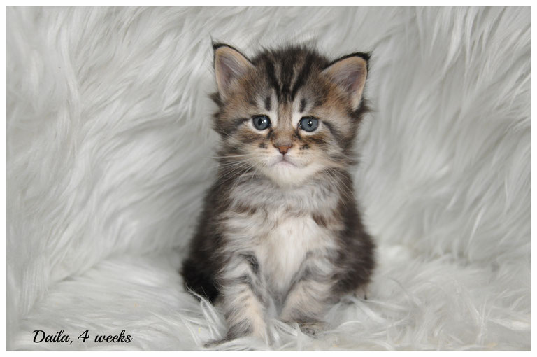 female-maine-coon-kittens-for-sale-in-kansas-and-missouri (1)