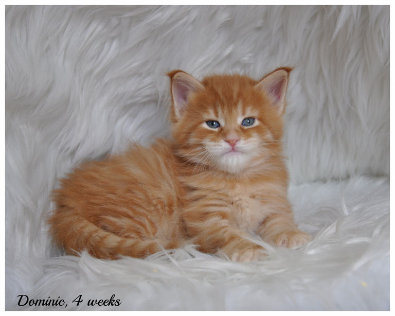 female-maine-coon-kittens-for-sale-in-kansas-and-missouri (2)