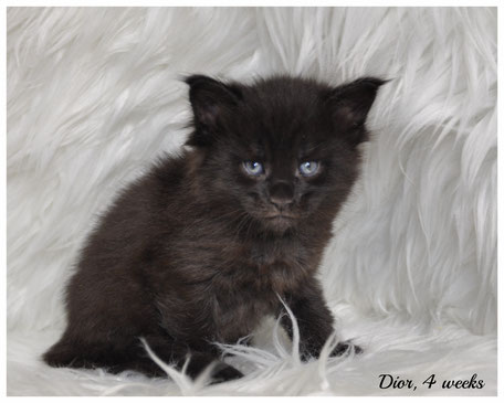 female-maine-coon-kittens-for-sale-in-kansas-and-missouri (3)