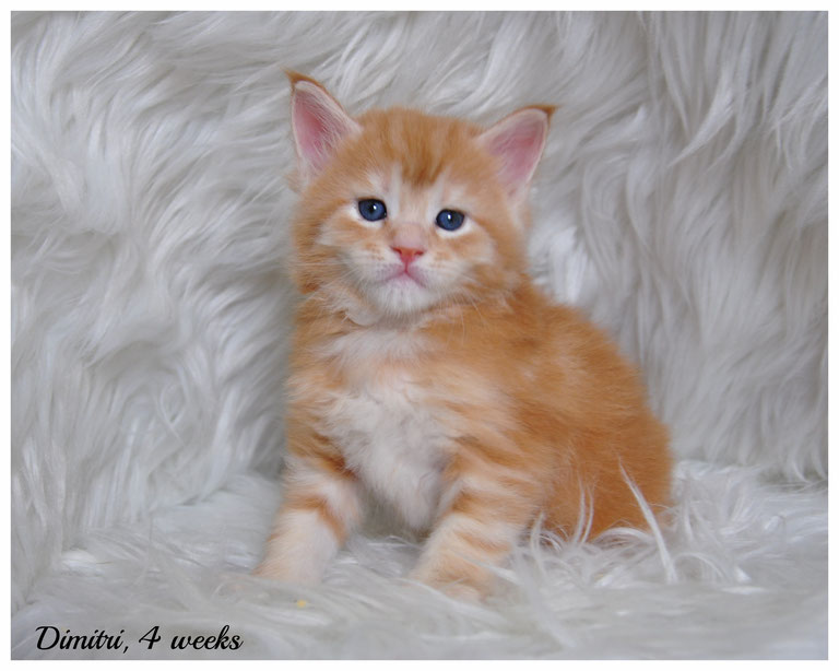 female-maine-coon-kittens-for-sale-in-kansas-and-missouri