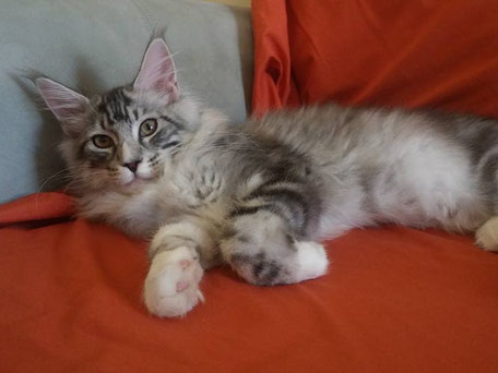 silver-tabby-and-white-maine-coon-cat