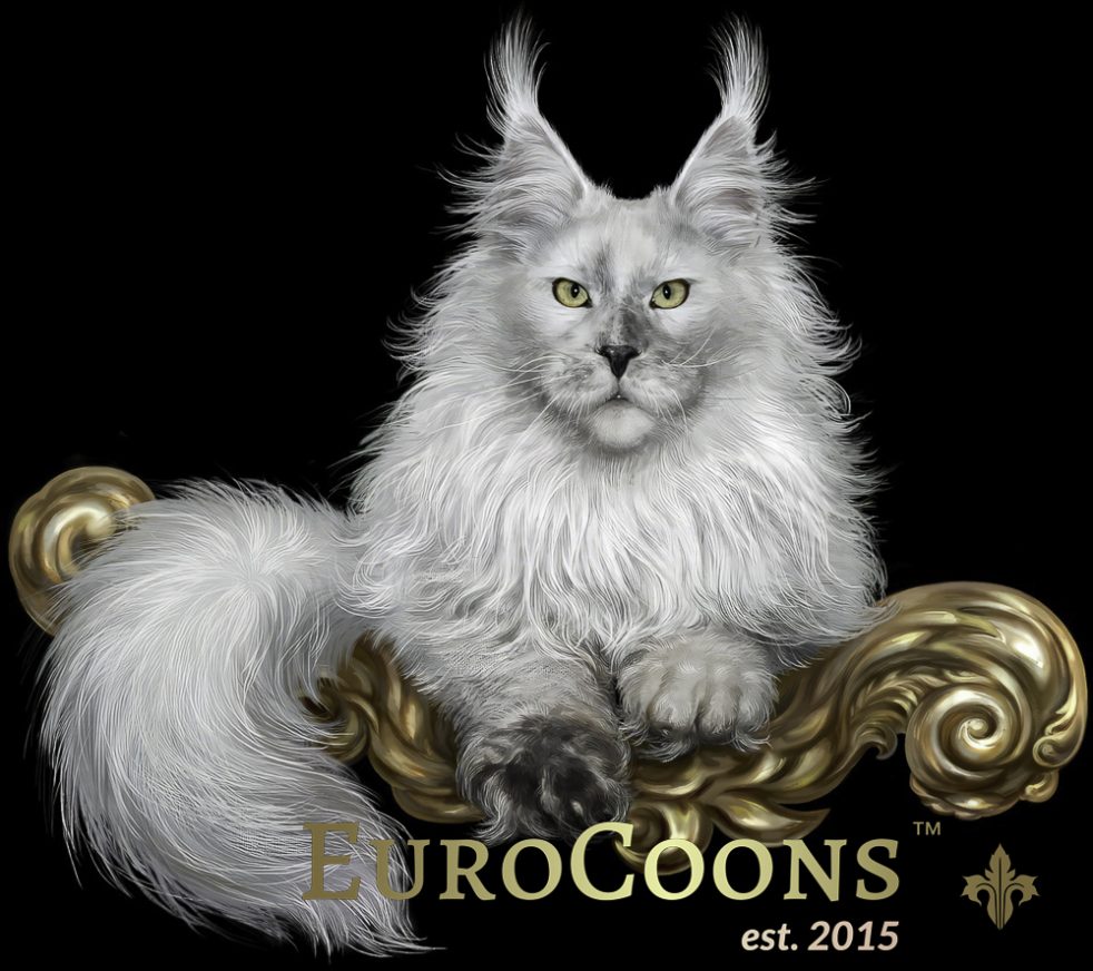 Maine Coon Kittens for sale - european maine coon