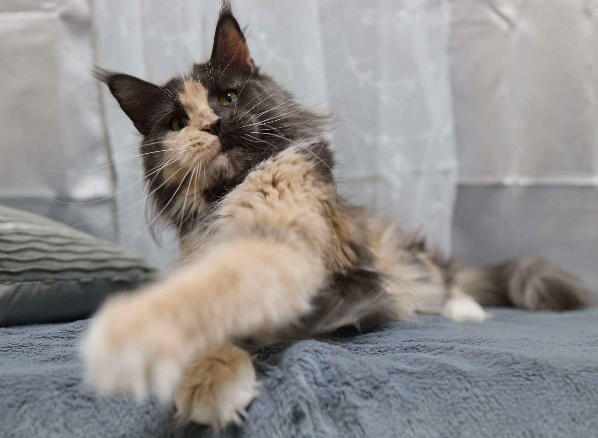 how-to-train-your-maine-coon-cat-tips-and-tricks