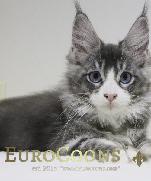 maine-coon-kittens-for-sale-blue-maine-coon-blue-eyes (1)